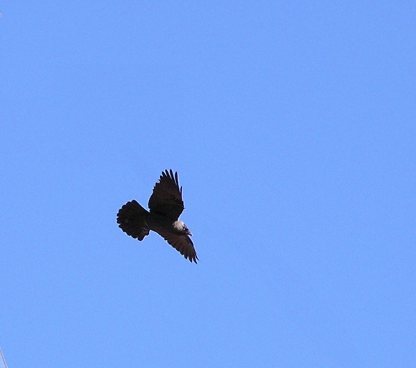 Taccola nel blu - Corvus monedula